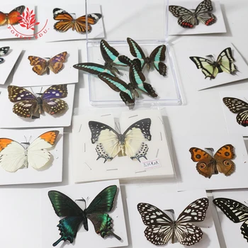 Учебни ресурси FORESTEDU Проба пеперуди, истинското насекомо, проба в дървена рамка, учебни помагала, подарък за бродерия - Изображение 1  