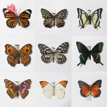 Учебни ресурси FORESTEDU Проба пеперуди, истинското насекомо, проба в дървена рамка, учебни помагала, подарък за бродерия - Изображение 2  